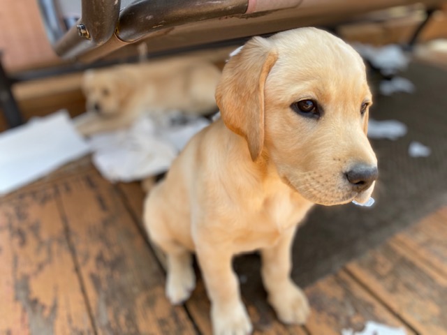 Step-by-Step: How to register your puppy on AKC