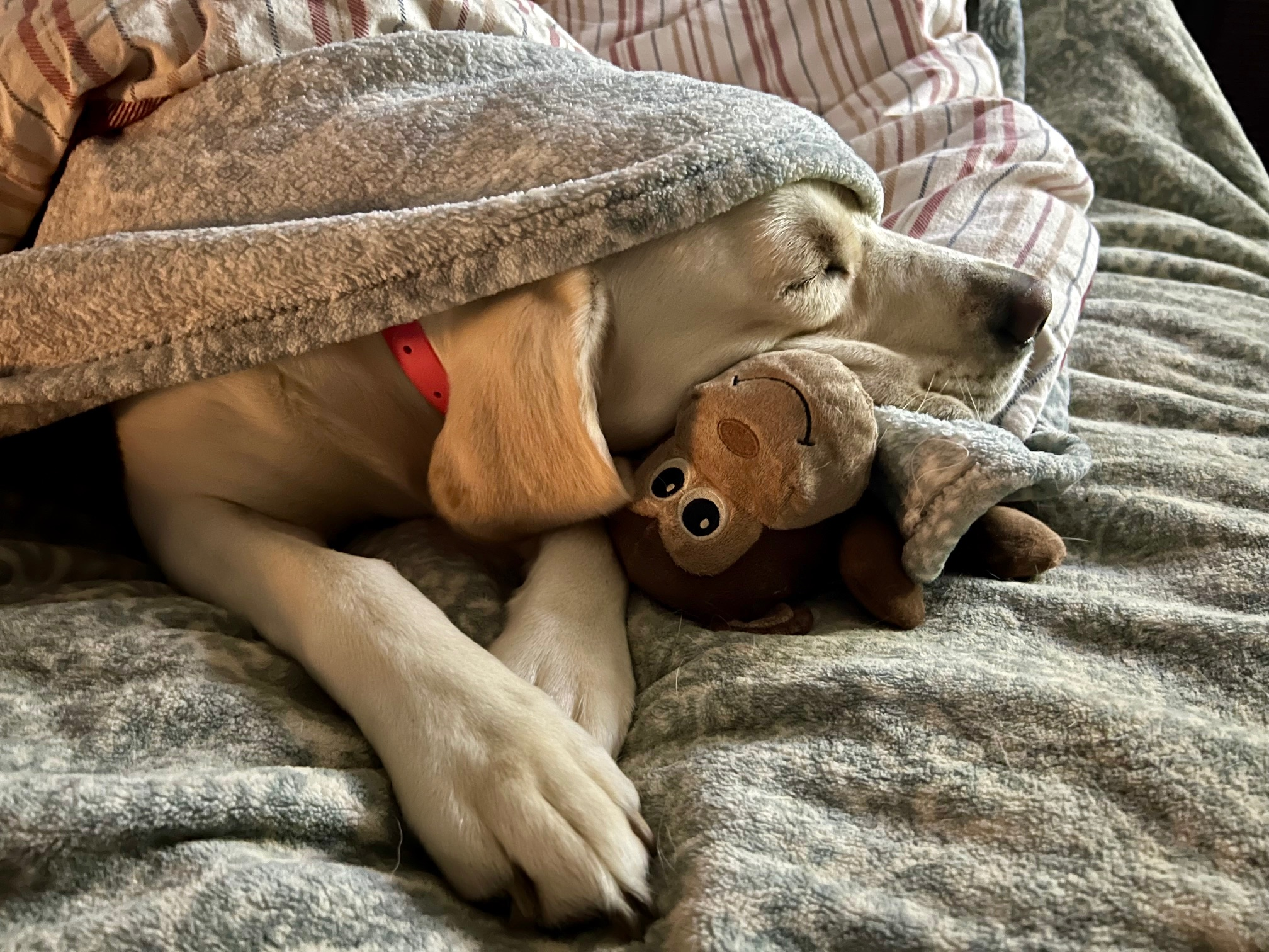 Lucky Yellow Labs Joins the Good Dog Ethical Breeder Network