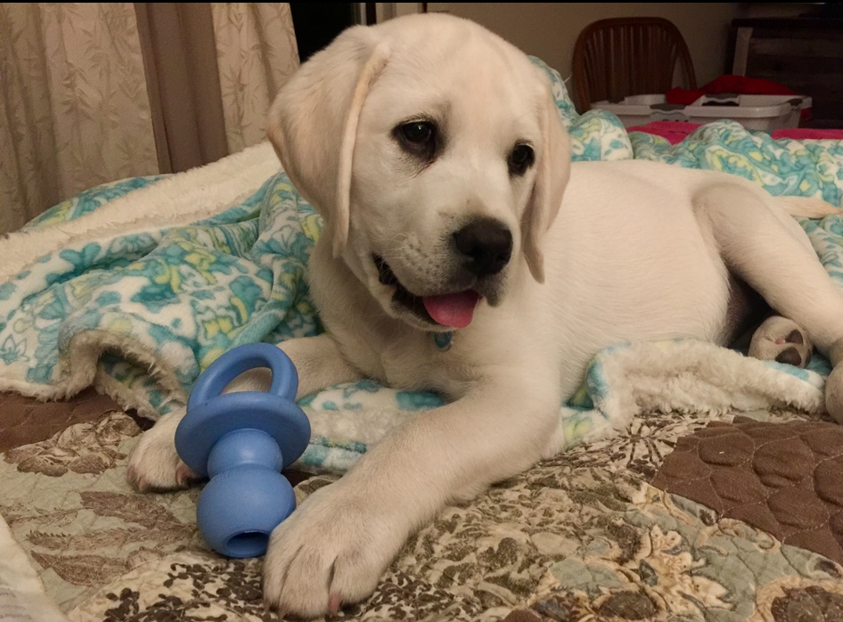 Puppy Training 101