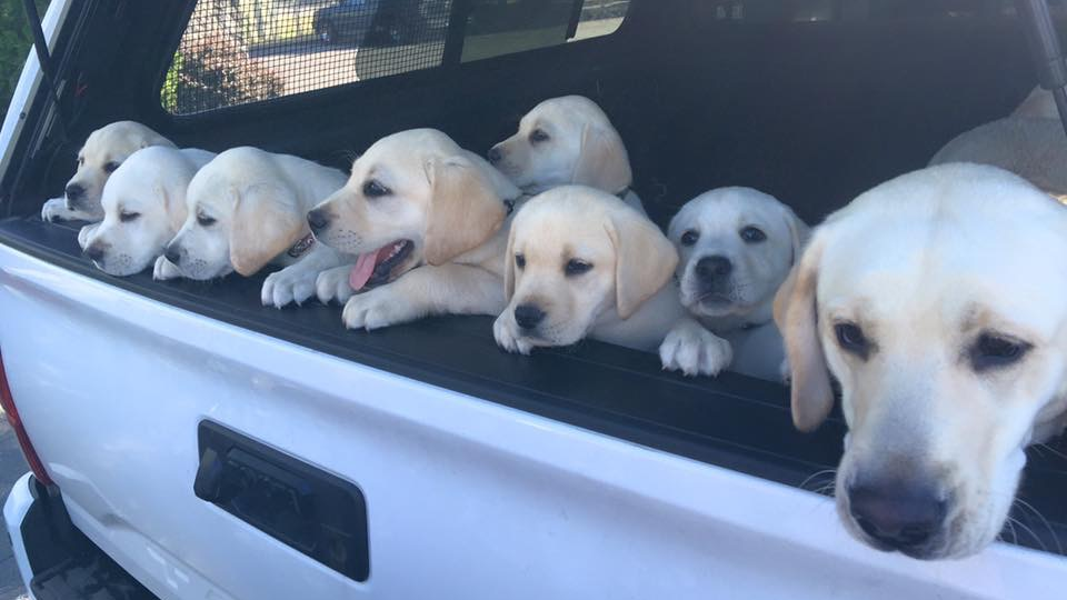 Weeks 3-8: Our Puppy Foundation Program