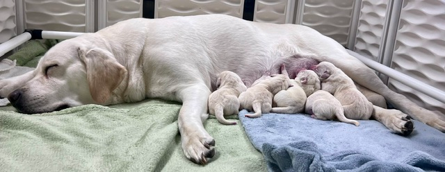 The Sunshine Litter is born!