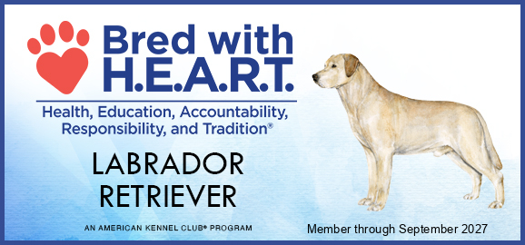 Lucky Yellow Labs Receives AKC Bred with H.E.A.R.T. Recognition
