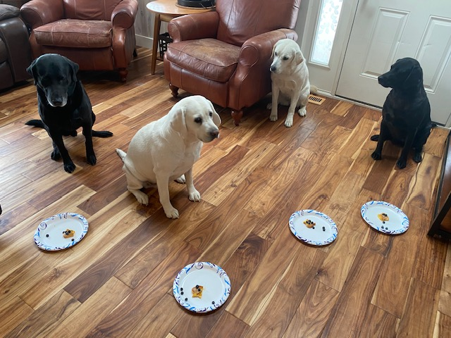 The Fine Balance: Managing Calcium and Phosphorus in Your Labrador’s Diet from Puppy to Adult