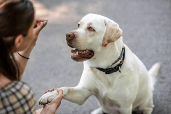 Clicker Training for Labradors: The Ultimate Guide to Fast, Fun Results