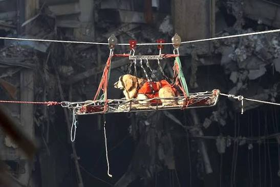 9/11: The Labradors who Served in New York, Iraq and Afghanistan